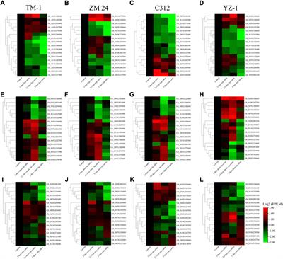 Characterization of WOX genes revealed drought tolerance, callus induction, and tissue regeneration in Gossypium hirsutum